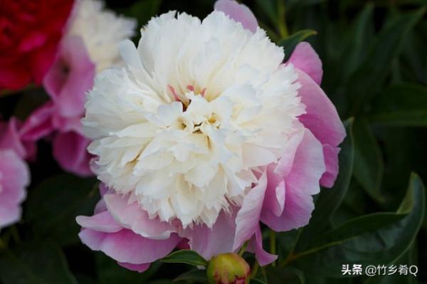 漂亮的芍藥花欣賞