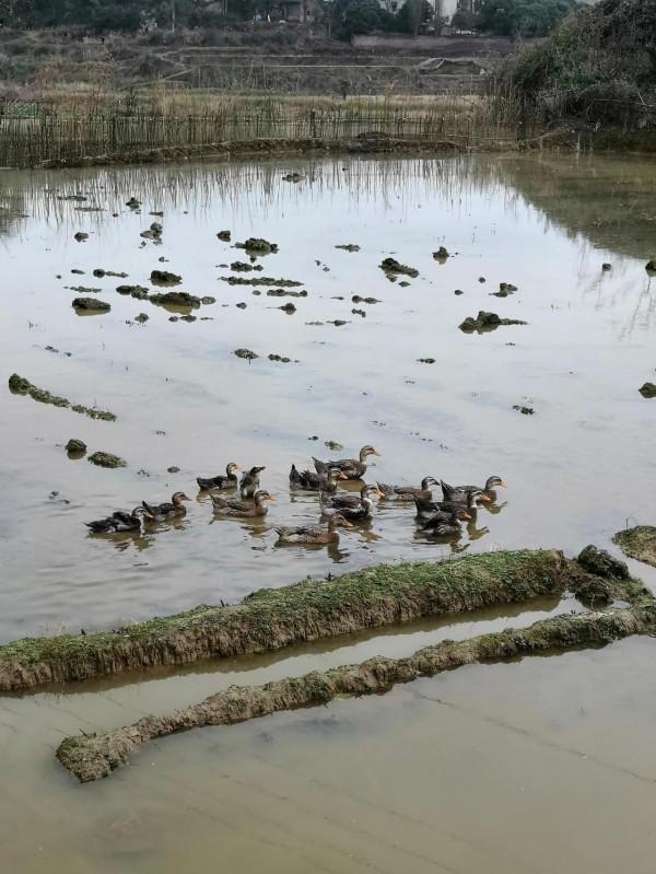 外婆家的可愛鴨鴨