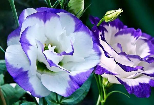 五彩斑斕洋桔梗花 五彩斑斕洋桔梗花