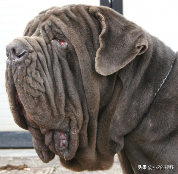 五種大型犬，每種都有強大戰力，它們是怎麼培育出來的？