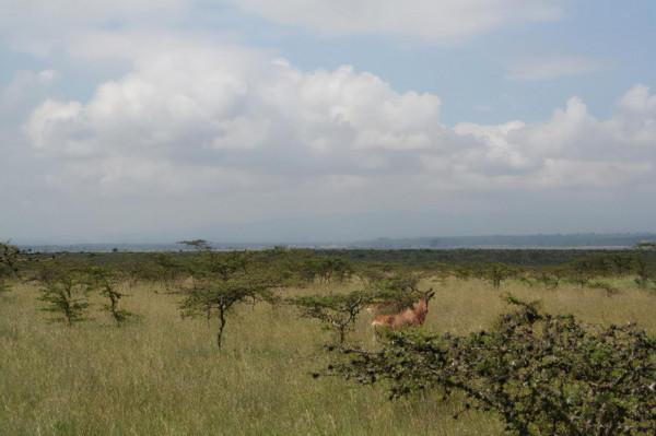 非洲工作之餘遊-納庫魯湖國家公園