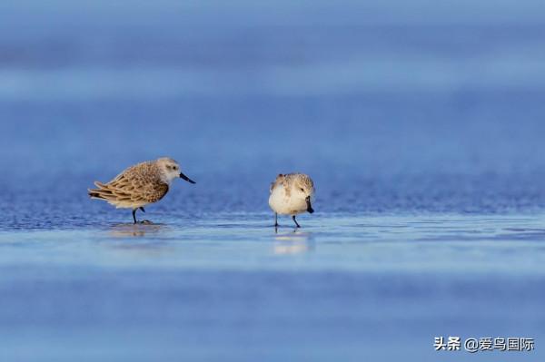 自帶“飯勺”的極危物種 勺嘴鷸
