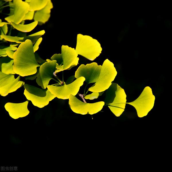 很獨特的花兒，不忍心獨享。你可能沒見過幾樣。有幾種你認識的？