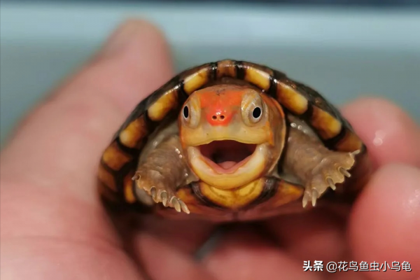 18種常見的烏龜，每種都有自己的特色，你喜歡哪種呢？