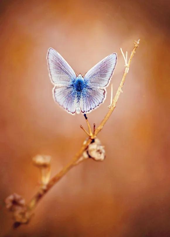 分享——美麗的蝴蝶