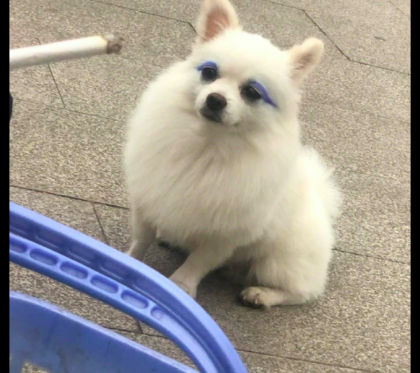 一隻狗畫上了雙眼皮,多少有點嫵媚了呢,原來白皮紫色這麼好看 一隻狗畫上了雙眼皮,多少有點嫵媚了呢,原來白皮紫色這麼好看