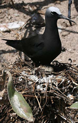 歷史上有哪些小國做過不切實際的稱霸美夢？