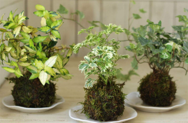 哪些盆栽不能用陶粒?盤點兩大類盆栽,不能用,不然真的很難打理 哪些盆栽不能用陶粒?盤點兩大類盆栽,不能用,不然真的很難打理