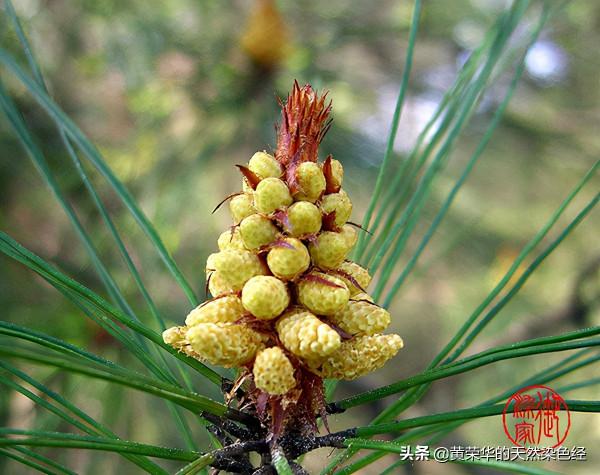 《布經》色彩:松花考析 《布經》色彩:松花考析