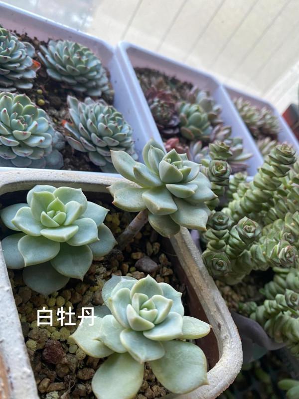 時隔一年，有幾顆小肉肉變成一片肉林，對你的愛，怎麼就愛不完呢