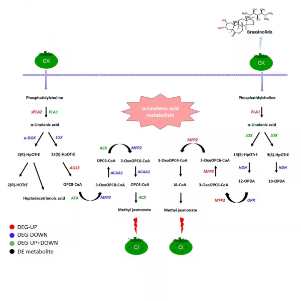 【科研進展】北京市農林科學院加工所聯合蔬菜所揭示油菜素內酯調控番茄果實採後冷害新機制