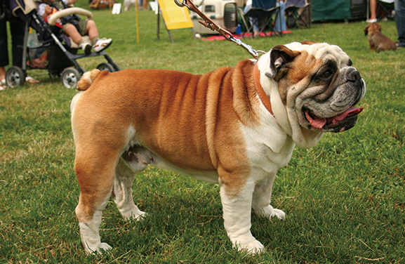 這些狗,一隻比一隻經典,都是很受歡迎的犬種 這些狗,一隻比一隻經典,都是很受歡迎的犬種