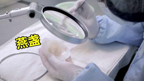 燕窩是怎麼形成的？看完燕窩加工全過程，你還敢吃嗎？