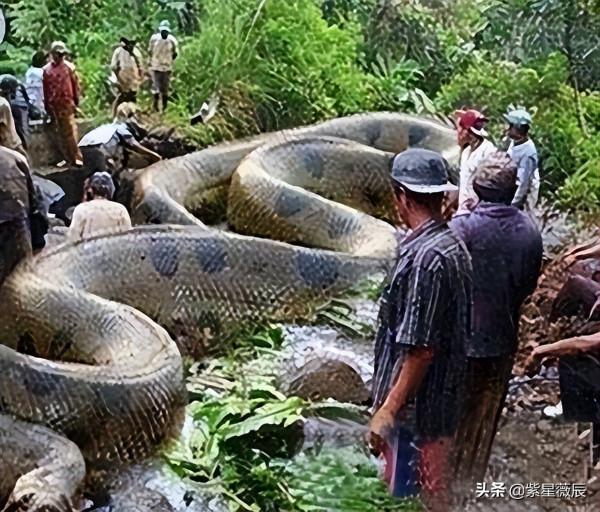 王牌飛行員奇遇:駕駛直升機在空中遭遇15米巨蟒,真相成謎 王牌飛行員奇遇:駕駛直升機在空中遭遇15米巨蟒,真相成謎