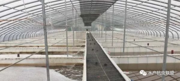 工廠化養蝦弧菌來襲，莫要被弧菌問題再次打倒