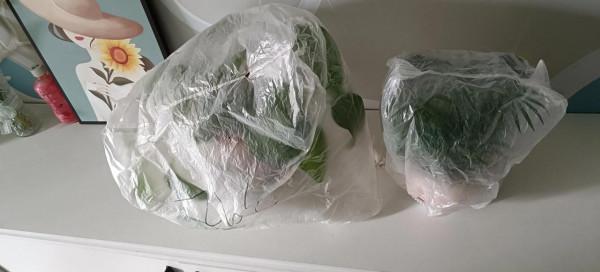 為了花花草草們，弄了這個保溫措施，怎麼樣？還有沒有好方法？