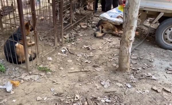 狗市裡的成年犬有多慘？德牧悶死隨意丟，臨了套上麻袋不知帶去哪