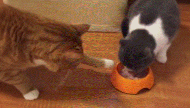 貓咪吃飯為啥總剩一口？是儲存行為嗎？