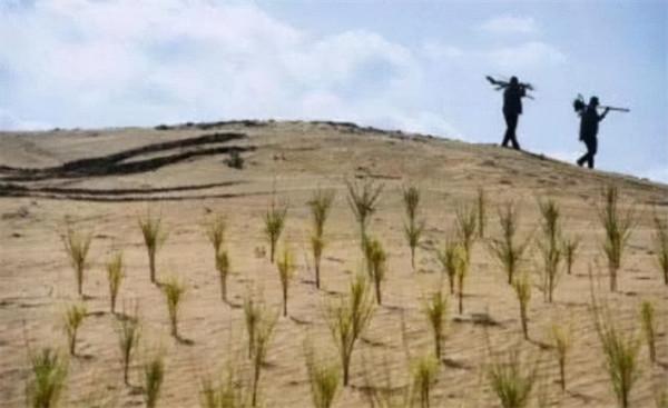 馬雲斥巨資在沙漠裡種的樹，如今成啥樣了？