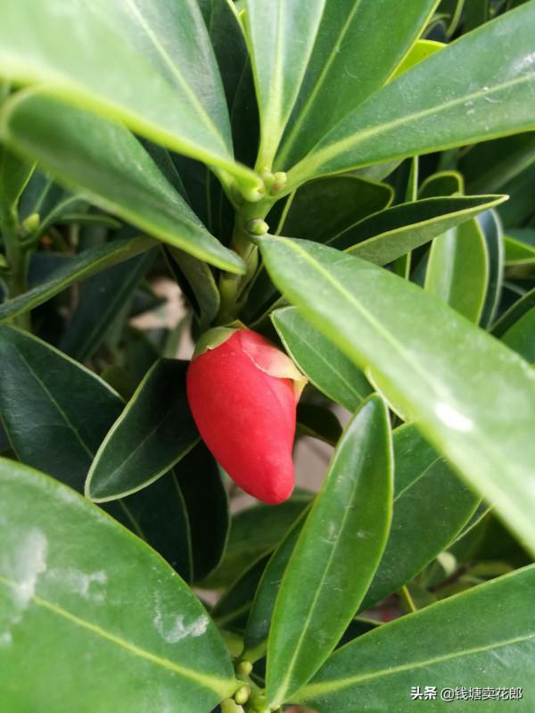 紅山茶花的四大管理要點和兩大養護禁忌