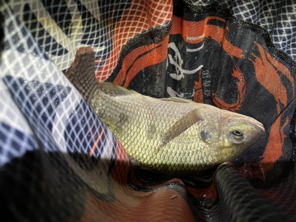 元宵節大戰阿墨江，與巨鯉博手一戰