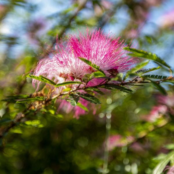 合歡花綻妍 合歡花綻妍