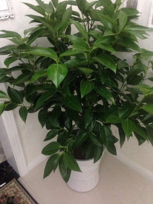 6種“吉利花”養在客廳裡,一帆風順,運氣好,日子越過越順當 6種“吉利花”養在客廳裡,一帆風順,運氣好,日子越過越順當