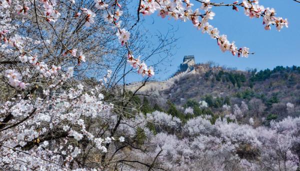 春色撩人眼 北京八達嶺長城景區迎來賞花季
