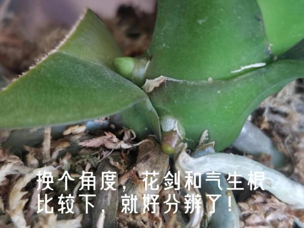 四顆出花劍了 四顆出花劍了