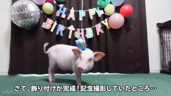 男子養寵物豬100天，直播殺掉，又給豬開追悼會，他是怎麼想的？