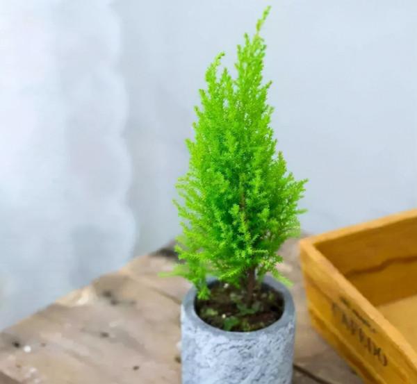 4種&OpenCurlyDoubleQuote;盆景花&rdquo;香味足，室內養一盆，好看又好養，養幾十年不厭煩