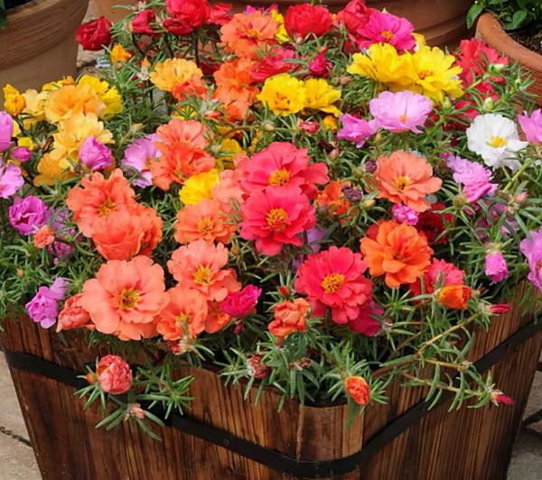 5種“省心花”，好看又好養，是養花新手們的最愛