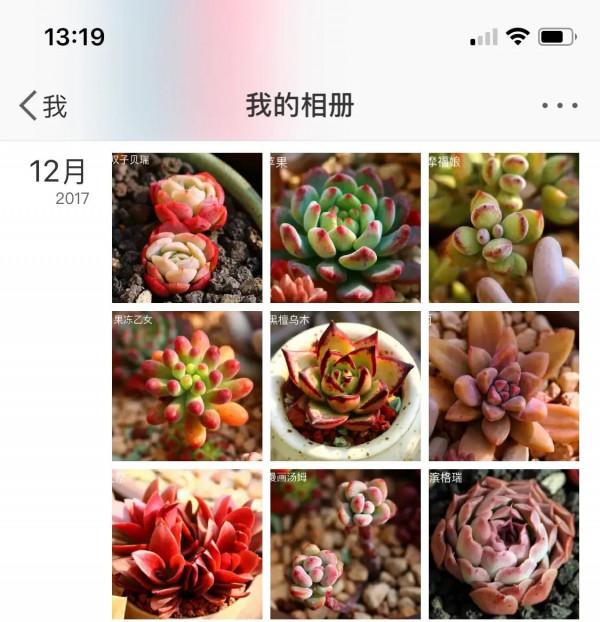 一個植物愛好者的深秋～多肉篇