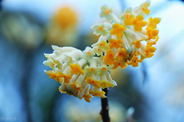 冬日裡的花朵，溫暖了我的心房