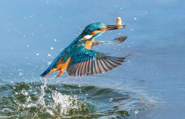 夏日阿拉斯加（紀錄片）