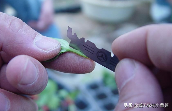 黃瓜苗期巧嫁接，輕鬆解決產量低、品質差、病害多等種植難題