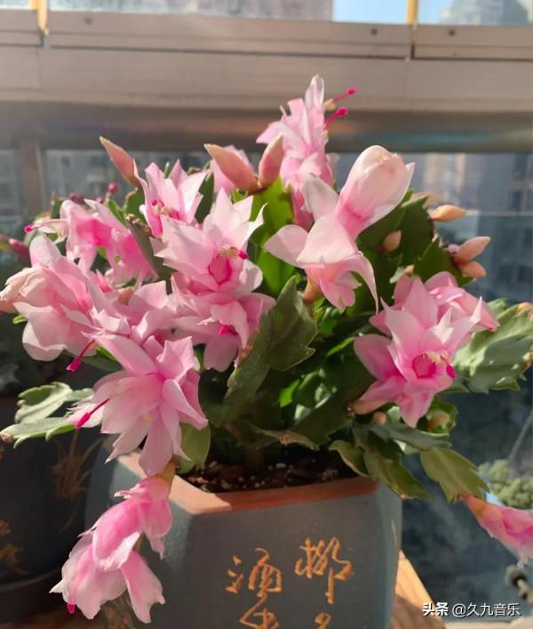 分享——美麗動人的蟹爪蘭