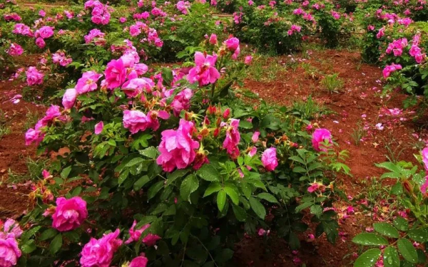 贊！2021年中國美麗休閒鄉村名單公佈，門頭溝這個村入選！