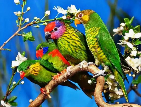 50只美麗的鳥兒，鳥語花香，鶯歌燕舞，真的太美了