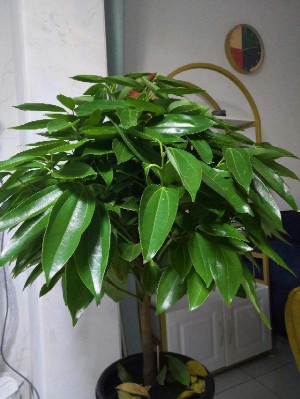 今年客廳流行養“發財花”，盆盆好寓意，紅紅火火看著熱鬧