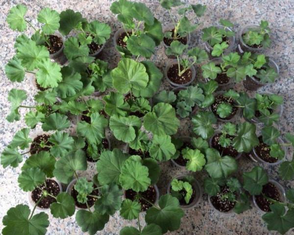 天竺葵的7個“大優點”,一年四季花不斷,家裡養十盆也不嫌多 天竺葵的7個“大優點”,一年四季花不斷,家裡養十盆也不嫌多