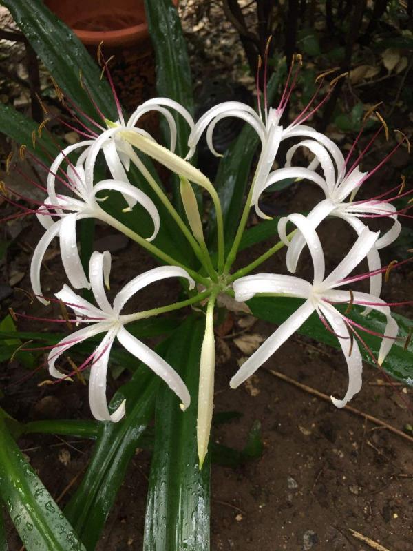 屋子裡養盆“香香花”，鄰居卻說不吉利，還讓我趕緊扔掉