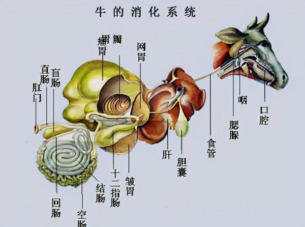 為什麼要在牛身上開個洞，還經常伸手進去掏，難道它們不會痛嗎？