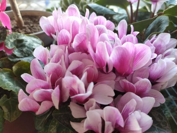 喜歡“盆花之王”蘿蔔海棠，教你簡單繁殖方法，讓你擁有無數盆花