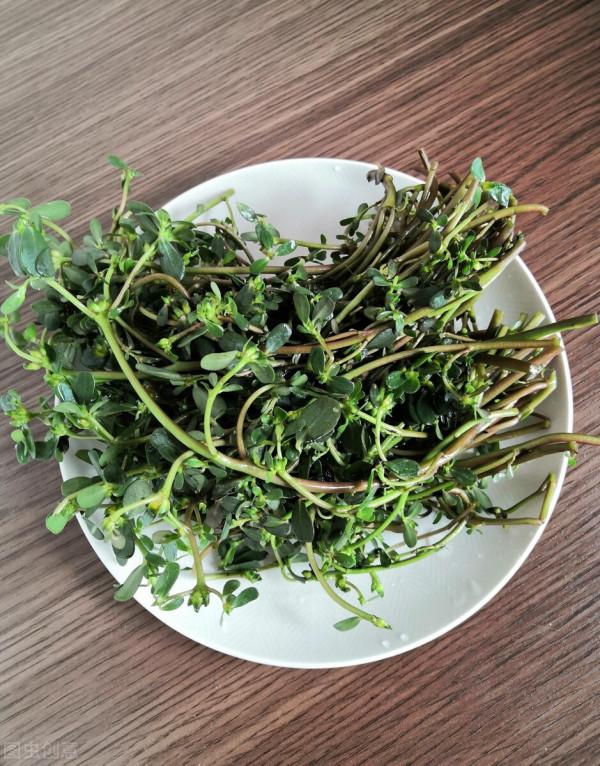 藥食兩用的馬齒莧，有5方面的藥理作用，很多人可以從中獲益