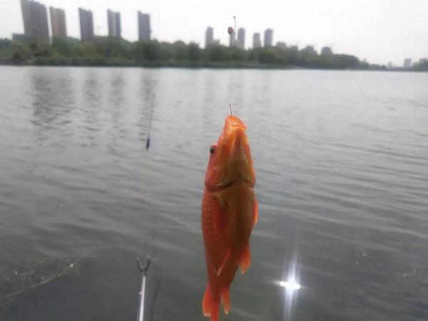 畸形魚真的是被電傷的？當知道真相後，你再也不會去吃它