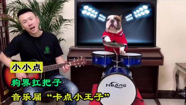 小小點:小夥養了一隻狗屆網紅,網友送他“卡點小王子”稱號 小小點:小夥養了一隻狗屆網紅,網友送他“卡點小王子”稱號