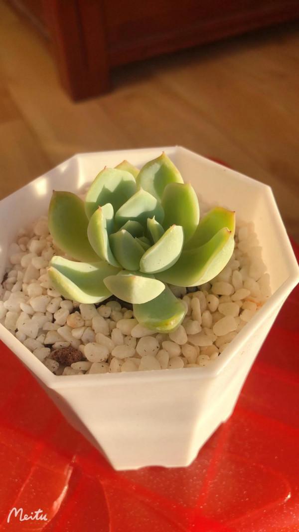 肉肉小白的苦惱