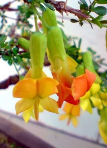 金雀花一一你吃過嗎？