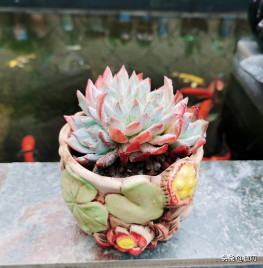 養藍鳥就要露養，透過對比，長期在室外粗放的藍鳥狀態更好